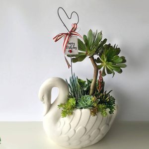swan succulent planter